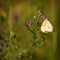 White butterfly in grass on holiday