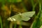 White butterfly in the green grass light of the morning sun slides on the wings