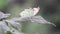 White butterfly on a green leaf drinking dew