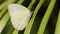 white butterfly on a green leaf, macro photography of this delicate and gracious Lepidoptera