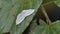 White butterfly on green leaf in tropical rain forest.
