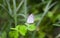 White butterfly in the green nature