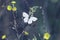 White butterfly hovers over yellow flowers collecting nectar