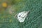 White butterfly insect dying Trapped on a plastic net,Waste pollution.contaminated animal habitat