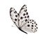 White butterfly isolated