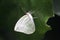 A white butterfly, landed on a green leaf