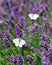 White butterfly on lavender in summer