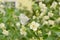 White butterfly on a mock orange branch.