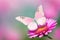 A white butterfly perched on a pink flower.