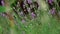 White butterfly, Pieris brassica, on lavender flowers