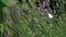White butterfly, Pieris brassica, on lavender flowers