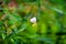 White Butterfly or Pieris brassicae