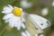 White butterfly pieris brassicae