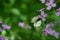 White butterfly on pink flower in black forest