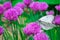 White butterfly on a pink flower. Bright macro photo. An extraordinary picture close up.