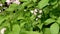 A white butterfly on a pink soapwort