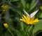 White butterfly pollinating yellow flower