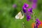 White butterfly on purple flow