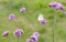 White butterfly on a purple flower clusters