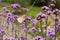 White butterfly in purple flowers