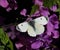 White butterfly on purple honesty flower