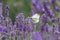 White butterfly on purple lavender shows a color contrast with violet and white wings of tenderness in spring and summer represent