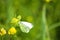 White butterfly on sickle medick in bloom closeup view with selective focus foreground