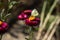 A white butterfly sits on a flowering bush of red Xerochrysum bracteatum and collects nectar. Bright straw flowers and Pieris