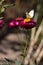 A white butterfly sits on a flowering bush of red Xerochrysum bracteatum and collects nectar. Bright straw flowers and Pieris