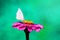 White butterfly sits on a pink flower zinnia, green blurred background_