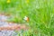 White butterfly sittin on an orange plant