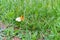 White butterfly sittin on an orange plant