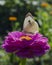 White butterfly sitting on an magenta Zinnia flower. Pieris brassicae, also called the large white, cabbage butterfly