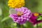 White butterfly sitting on an magenta Zinnia flower. Pieris brassicae, also called the large white, cabbage butterfly