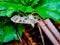 a white butterfly under a green leaf