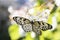 White butterfly on a white flower