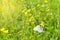 White Butterfly on Yellow Flower. A Cabbage White Pieris rapae butterfly sitting on a yellow wildflower. In field