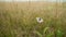 White butterfly on yellow grass