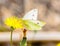 White butterfly on yellow innkeeper