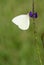 White buuterfly