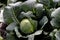 White cabbage, Brassica oleracea, in vegetable patch, organic farming, before the harvest