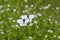 White cabbage butterflies sitting on flowers