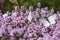 White cabbage butterflies on thyme