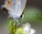 White Cabbage Butterfly face view