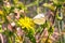 White Cabbage Butterfly pollinating a false dandelion wildflower, California