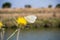 White Cabbage Butterfly pollinating a yellow star thistle wildflower, California