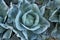 White cabbage in the garden. Swag and leaves of turquoise color.