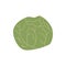 White cabbage green vegetable vector food illustration