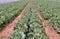 White cabbage grows on brown arable soil.