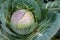 white cabbage large ripe close-up, cultural plant